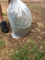 /album/nasady/img-2543-jpg/