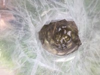 /album/nasady/img-2545-jpg/