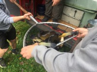 /album/nasady/img-4469-jpg/