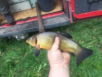 /album/nasady/img-4474-jpg/