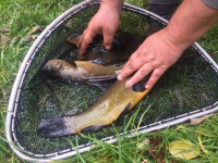 /album/nasady/img-4477-jpg/