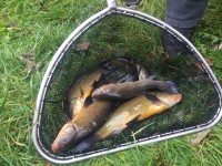 /album/nasady/img-4485-jpg/